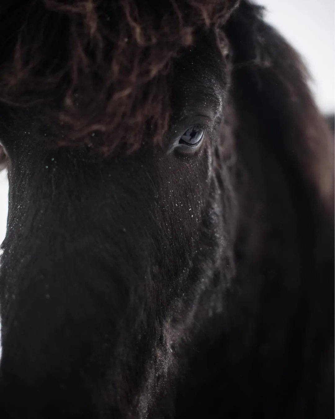 black horse