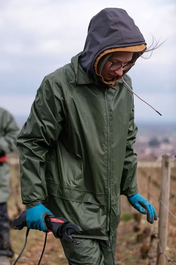 Vigneronne en ciré vert et capuche, sécateur électrique à la main, dans les vignes en fin d'hiver, reportage en Bourgogne