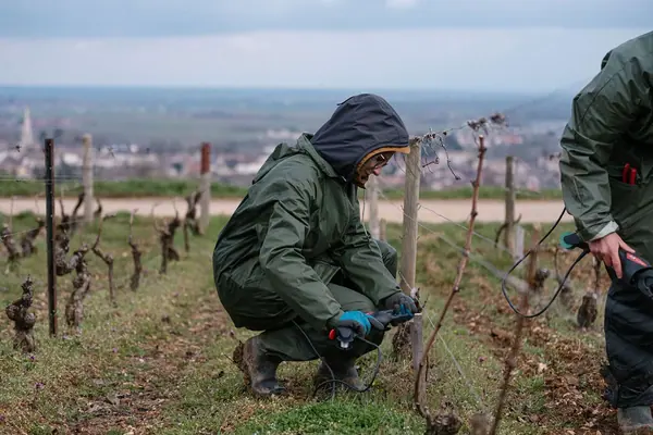 Domaine Millot — Reportage dans les vignes — photo 7 sur 9, par Jonathan Moyal