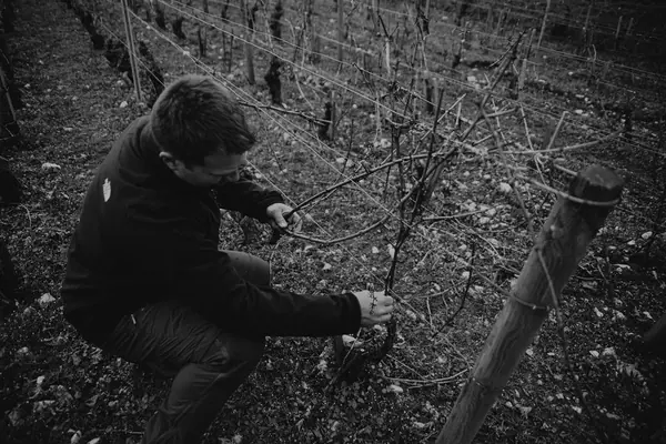 Domaine Millot — Reportage dans les vignes — photo 8 sur 9, par Jonathan Moyal