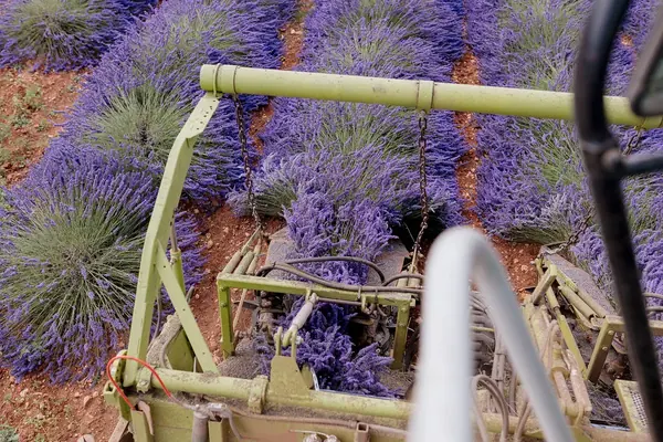Takasago & SCA3P – Reportage récolte du lavandin — photo 5 sur 10, par Jonathan Moyal