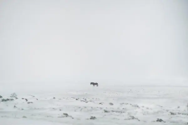 Islande — photo 4 sur 14, par Jonathan Moyal