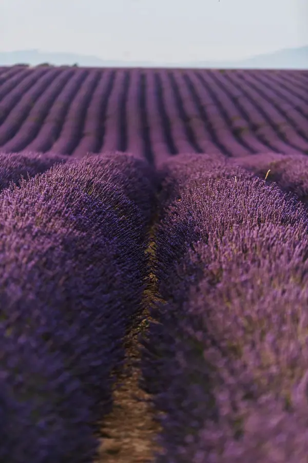 Reportage photo récolte du lavandin en Provence : rangs de fleurs violettes en perspective jusqu'à l'horizon