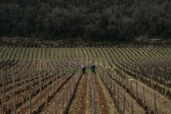 Domaine Millot — Reportage dans les vignes — photo 6 sur 9, par Jonathan Moyal