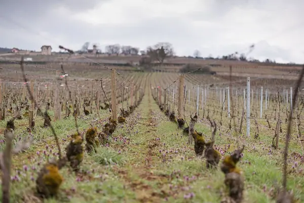 Domaine Millot — Reportage dans les vignes — photo 4 sur 9, par Jonathan Moyal
