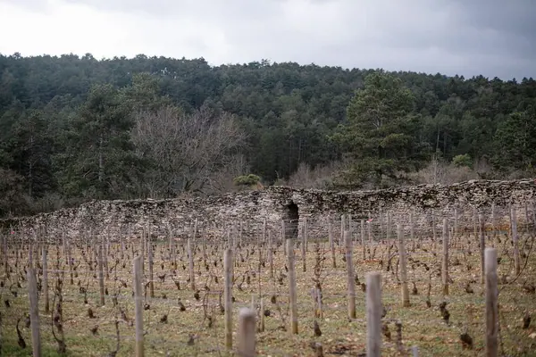 Domaine Millot — Reportage dans les vignes — photo 5 sur 9, par Jonathan Moyal